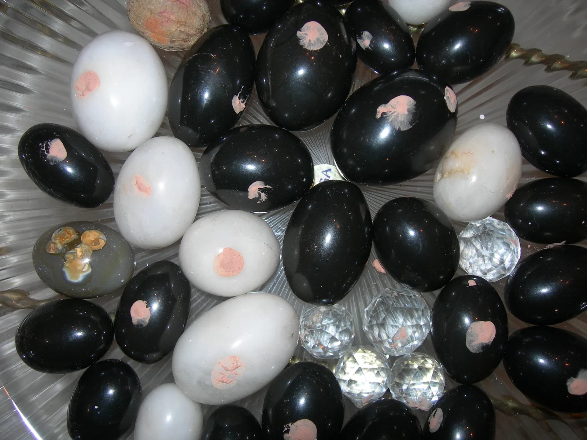 The Sacred Sea Shell Wonder